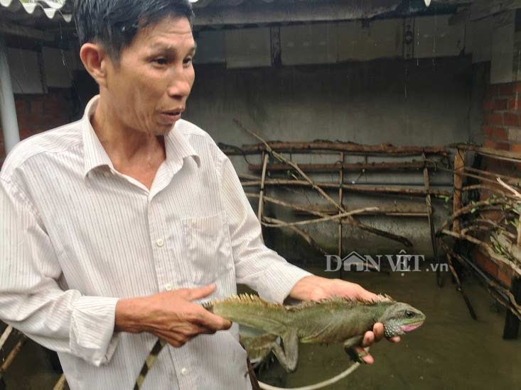 Kỹ thuật nuôi Nhông  Dông  Hội Làm vườn Việt Nam