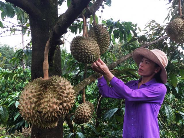 Đắk Nông: Mang tiếng &quot;ôm đồm&quot; làm đa canh, nhanh có tiền tỷ