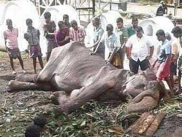 Kết cục bi thảm của ”cụ voi” gầy trơ xương vẫn bị bắt phục vụ ở Sri Lanka
