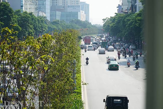 anh: hang cay phong bat ngo kho heo khi ha noi sang thu hinh anh 1