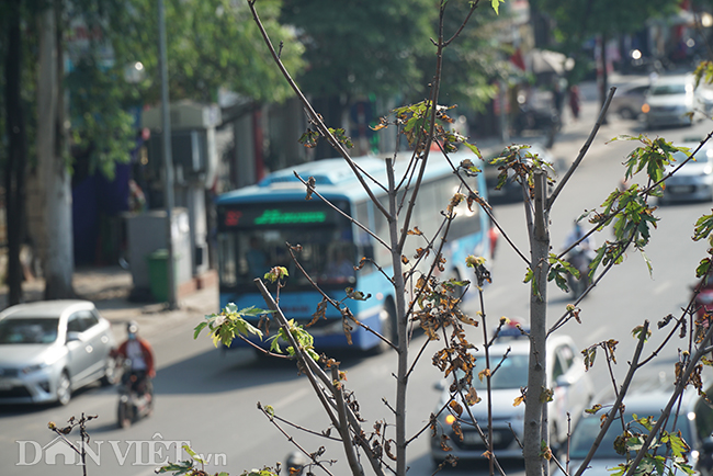 anh: hang cay phong bat ngo kho heo khi ha noi sang thu hinh anh 10