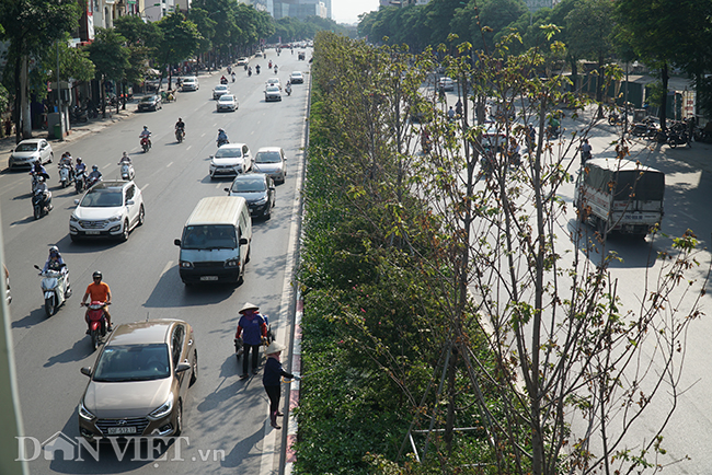 anh: hang cay phong bat ngo kho heo khi ha noi sang thu hinh anh 2