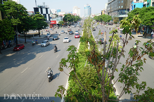 anh: hang cay phong bat ngo kho heo khi ha noi sang thu hinh anh 3