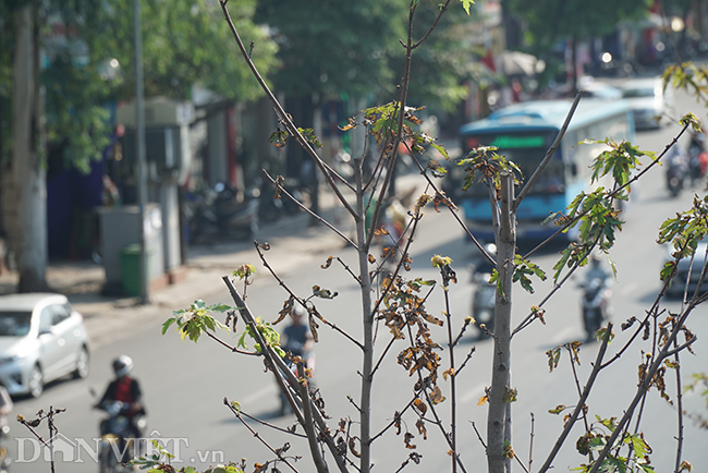 anh: hang cay phong bat ngo kho heo khi ha noi sang thu hinh anh 5