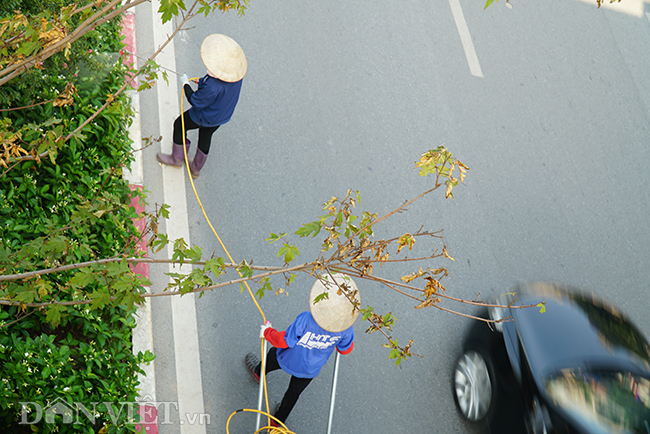 anh: hang cay phong bat ngo kho heo khi ha noi sang thu hinh anh 7