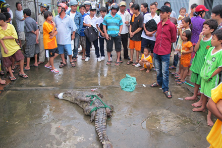 Cá sấu vừađược người dân bắt, đang thương lượng cho Cty Quốc Việt chuộc