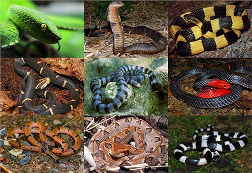 Rắn nguy hiểm tại Việt Nam là những sinh vật rất đáng sợ nhưng cũng rất hấp dẫn. Hãy xem qua những hình ảnh về rắn nguy hiểm tại Việt Nam và cùng tìm hiểu thêm về chúng trong thế giới đầy kỳ thú của động vật hoang dã.