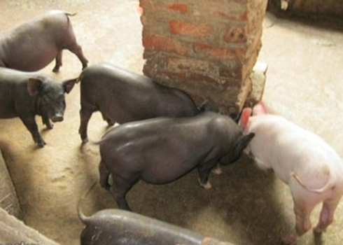 Đàn lợn sữa được người nuôi tiếp thị là lợn