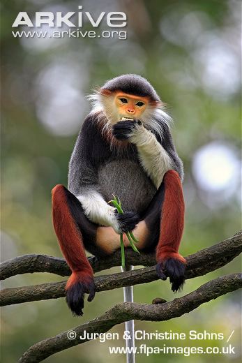 Hình ảnh hình nền con khỉ dễ thương ngộ nghĩnh đẹp nhất