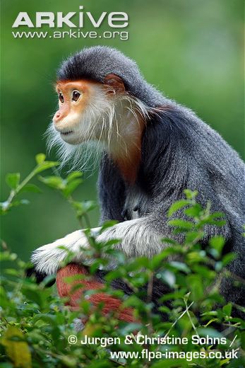 Con khỉ đẹp nhất thế giới đã đến gần hơn với bạn rồi đây ở Việt Nam. Hãy ngắm cận cảnh và cảm nhận sự quý phái, thanh tú của chúng qua hình ảnh!