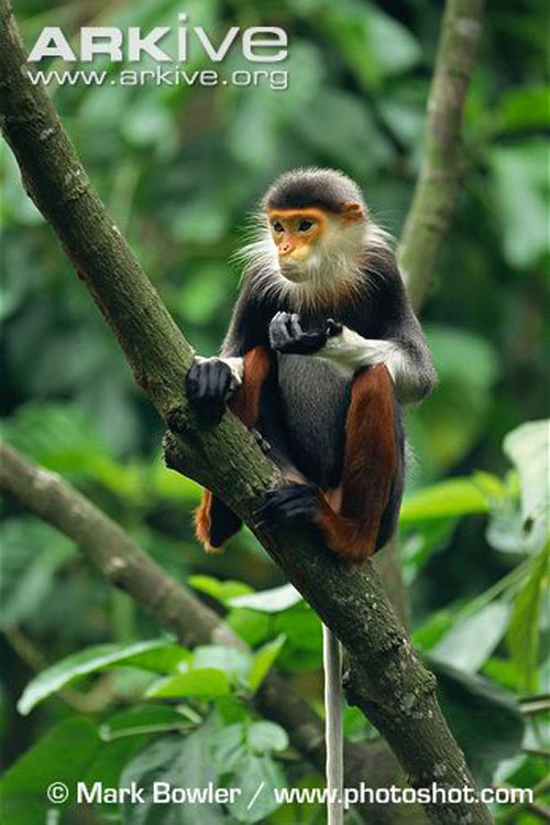 Tổng hợp 99+ hình ảnh con khỉ đẹp nhất thế giới hay nhất - Tin Học Vui