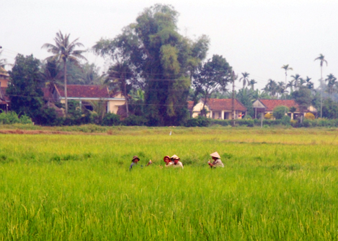 Cánh đồng Thanh Long ở thôn Đại Thạnh, xã Đức Thắng, huyện Mộ Đức- nơi bé gái bị bỏ rơi giữa ruộng mầm lúa che khuất. Ảnh: Trí Tín