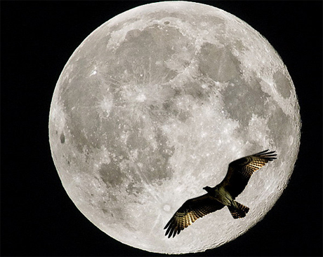 Trong một số năm con người sẽ chứng kiến trăng tròn tới 14 lần. Ảnh: Flickr.