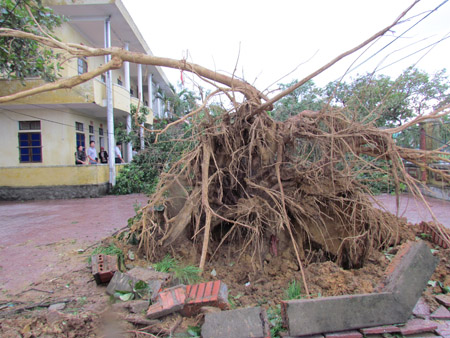 Nhiều cây cổ thụ bị bão quật bổ tại huyện Kỳ Anh. 