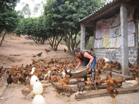 Nhiều hộ ở huyện Yên Thế tham gia nhóm liên kết nuôi gà đồi.