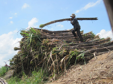 Thu hoạch mía tại vùng mía nguyên liệu Hậu Giang. 