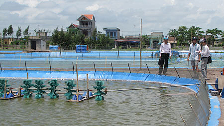 Ao nuôi tôm theo tiêu chuẩn GAP ở Giao Phong (Giao Thủy, Nam Định).