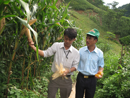 Cây ngô đang mang lại thu nhập khá cho nông dân Sơn La. 