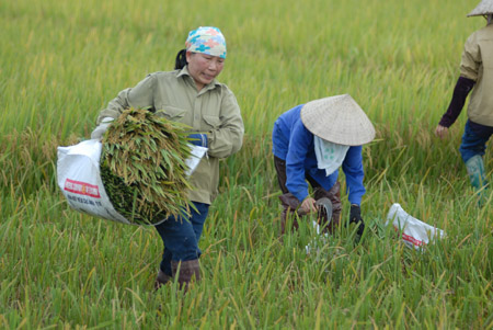 Những diện tích đất làm lúa không hiệu quả có thể chuyển sang trồng cây khác.