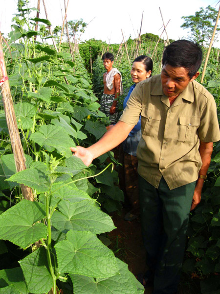 Ông Năm bên vườn màu  của nông dân do mình hướng dẫn trồng. 