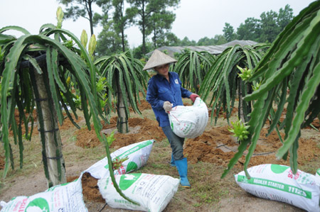 Nông dân không nên quá ham các loại phân bón quá rẻ (ảnh minh họa). 