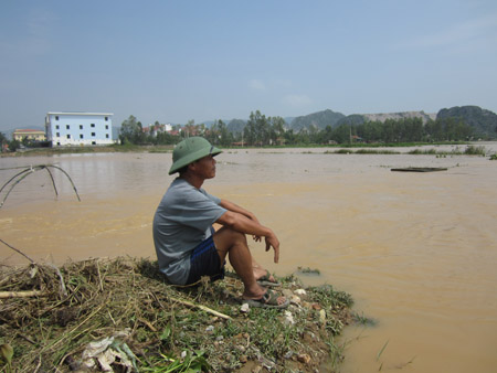 Lão nông ở xã Quỳnh Trang (thị xã Hoàng Mai) thẫn thờ nhìn cánh đồng sắp gặt chìm trong nước lũ.