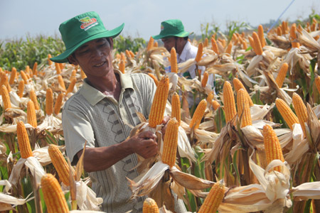 Mô hình trồng ngô trên đất lúa tại An Giang cho hiệu quả cao. 