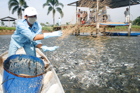 Người  nuôi cá còn chịu nhiều bất công do thị trường này phát triển chưa lành mạnh. 