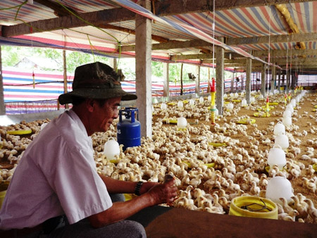 Ông Nguyễn Văn Nam trong trại gà của gia đình.