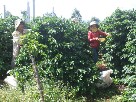 Chính vụ thu hoạch nhưng nhiều vườn cà phê Sông Hinh chỉ toàn lá.