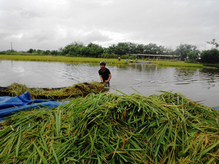 Nông dân phường Nhơn Bình (TP.Quy Nhơn) thu hoạch lúa chạy lũ.