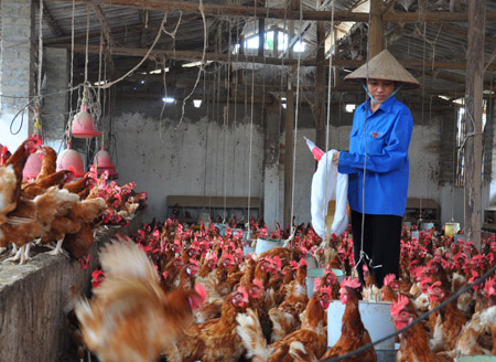 Mô hình nuôi gà đẻ trứng đang mang lại thu nhập cao cho người dân xã Nhạo Sơn.