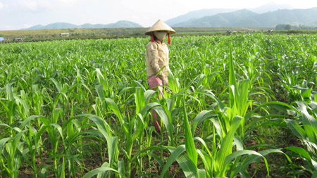 Chuyển đổi sang trồng ngô và dùng giống năng suất cao thì mới đạt hiệu quả như mong muốn (ảnh minh họa). 