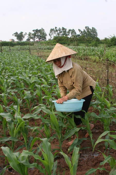 Việt Nam đang thiếu những giống ngô chất lượng tốt, năng suất cao. 