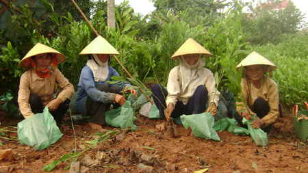 Lớp dạy nghề ươm cây cho lao động nông thôn ở Thanh Hóa.