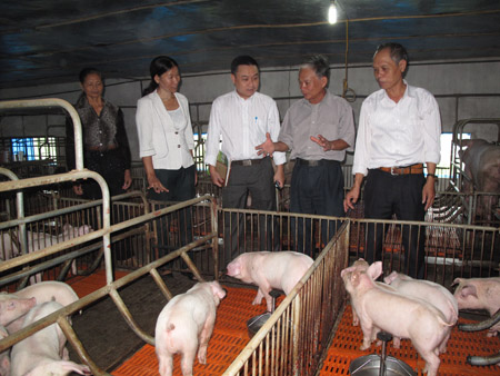 Đoàn thẩm định của Ban tổ chức chương trình thăm trang trại chăn nuôi của ông Nguyễn Công Luyên (xã Nhân Thịnh, huyện Lý Nhân, Nam Định). 