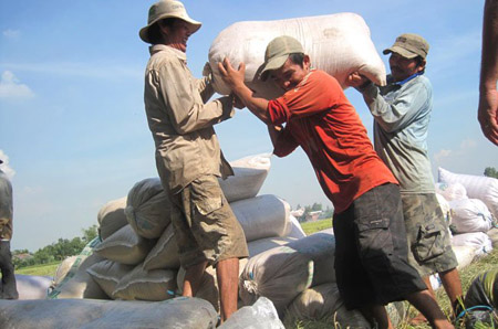 Giá lúa gạo trong nước đang được “cứu” nhờ thương lái xuất khẩu gạo qua đường tiểu ngạch