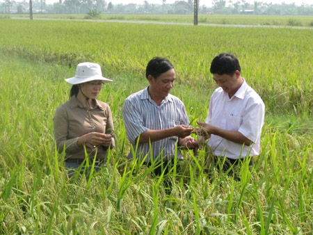 Cán bộ Sở NNPTNT TP. Hải Phòng kiểm tra chất lượng lúa BC15 tại huyện Kiến Thụy, Hải Phòng