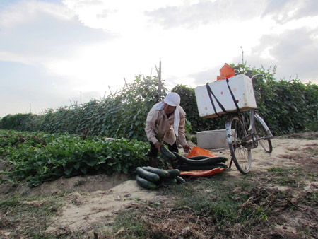 Nhiều hộ dân ở xã Tượng Sơn (Thạch Hà) trồng rau, quả theo quy mô lớn nhưng không có đầu ra ổn định. 