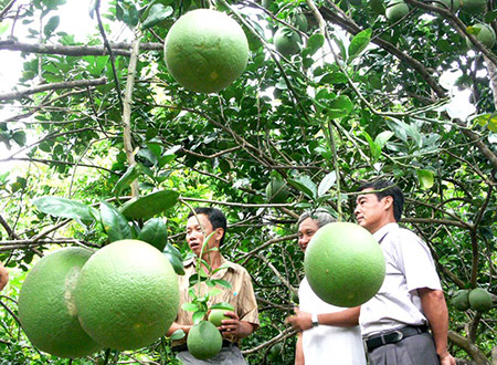 Người nông dân vẫn có lương hưu khi tham gia Bảo hiểm Hưu trí tự nguyện.