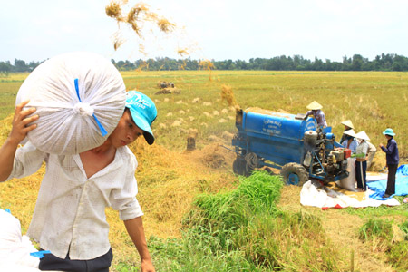 Việt Nam sản xuất lúa gạo số lượng lớn nhưng thu nhập của người trồng lúa rất thấp (ảnh minh họa).