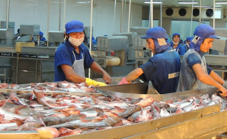 Người nuôi cá tra đang bị doanh nghiệp chiếm dụng vốn nên gặp nhiều khó khăn.