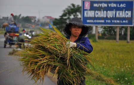 Người dân huyện Yên lạc, tỉnh Vĩnh Phúc thu hoạch lúa mùa.