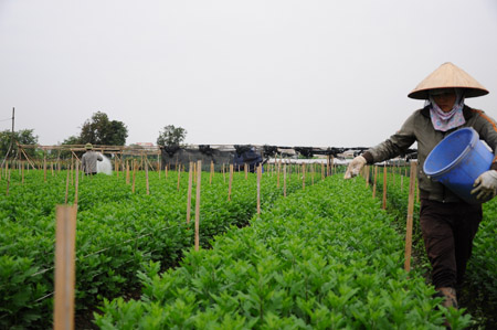 Nông dân xã Tây Tựu, huyện Từ Liêm, Hà Nội tích cực chuyển dịch sang trồng hoa để nâng cao thu nhập.