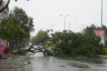 Bão Nari làm hàng ngàn cây cối ở Quảng Nam ngã đổ