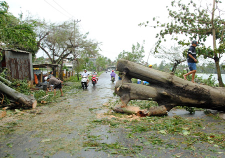 Thu dọn cây cổ thụ đổ để thông đường ở Điện Bàn, Quảng Nam. 