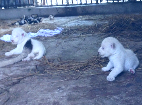 Hai chú sư tử con không mang màu lông của bố mẹ.