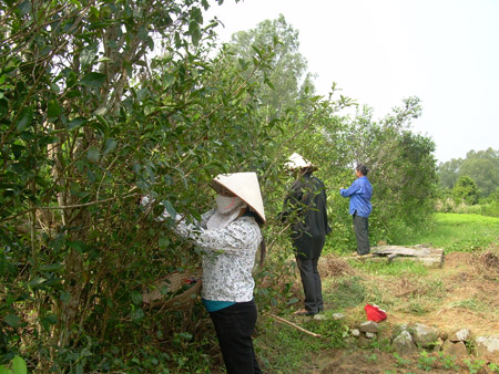 Thu hái chè tươi của nhóm hộ nông dân phường Ngọc Xuyên, quận Đồ Sơn.