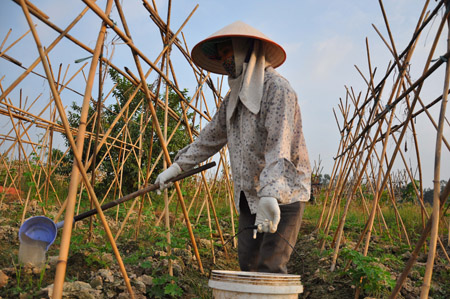 Do khó khăn về vốn, nhiều địa phương ở Hà Nội đã ưu tiên vốn cho chuyển đổi cây trồng, phát triển sản xuất  (trong ảnh, người dân xã Nam Hồng, huyện Đông Anh) tưới nước cho rau.