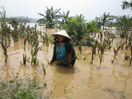 Đầu tháng 10, Hồ Vực Mấu xả lũ làm cây trồng của nông dân xã Quỳnh?Trang  (thị xã Hoàng Mai, Nghệ An) thiệt hại nặng.